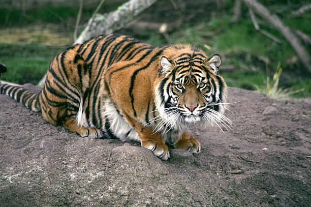 Crouching Tiger stock photo