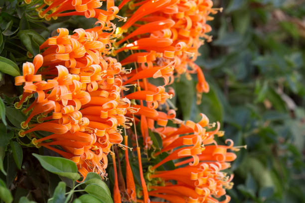 istock Orange trumpet or flame flowers in garden. 931483334