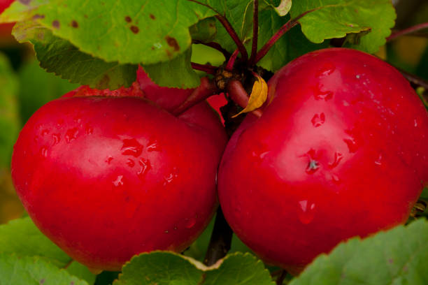 istock Red apples growing on tree after rain on green leaves background. 931483424