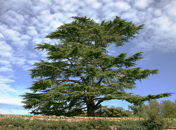 cedar de la república del líbano - cedro del atlas fotografías e imágenes de stock