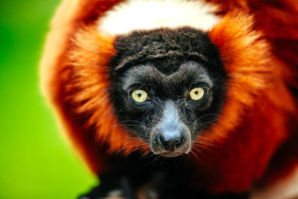 rojo lémur rufo - varecia rubra - beauty in nature day animal monkey fotografías e imágenes de stock