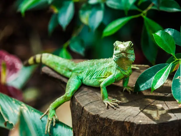 Portrait of green Asian waterdragon like iguana reptile looking at camera on nature background