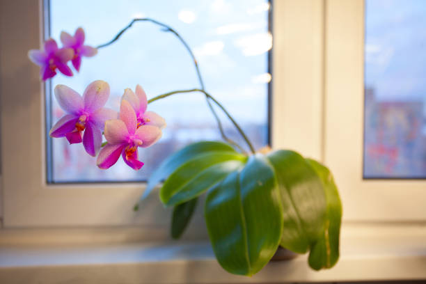 Beautiful rare orchid in a pot on a white window
