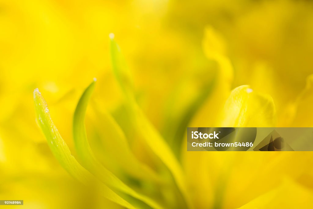 Narzisse Makro - Lizenzfrei Abstrakt Stock-Foto