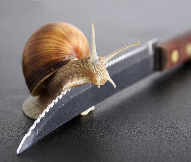 caracol na borda - blade knife at the edge of sharp - fotografias e filmes do acervo