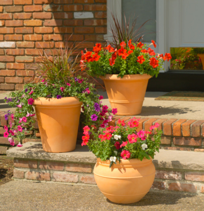 Beautiful colorful summer garden. Blooming violets and clay flowerpot