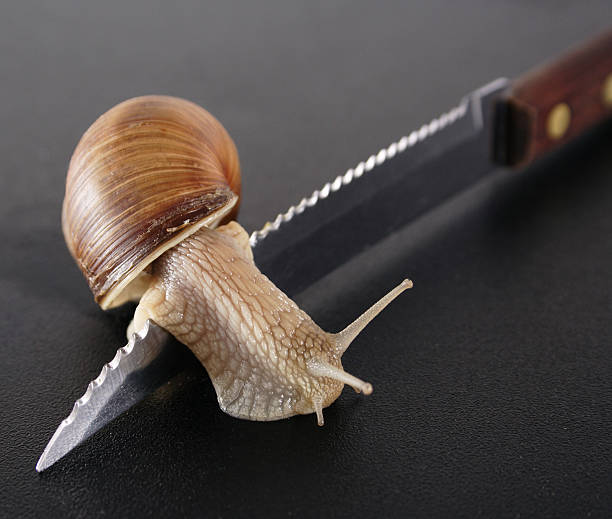 caracol na borda - blade knife at the edge of sharp - fotografias e filmes do acervo