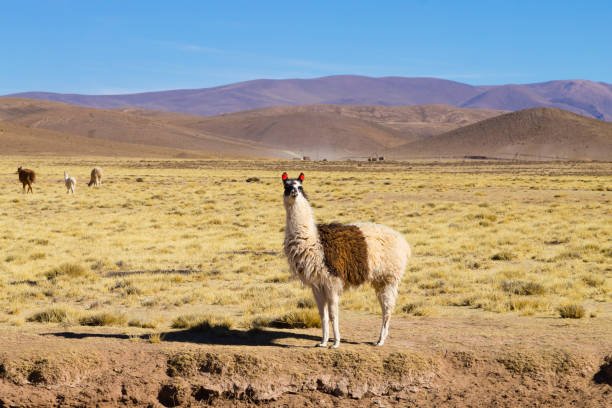 istock Bolivian llama breeding,Bolivia 931491842