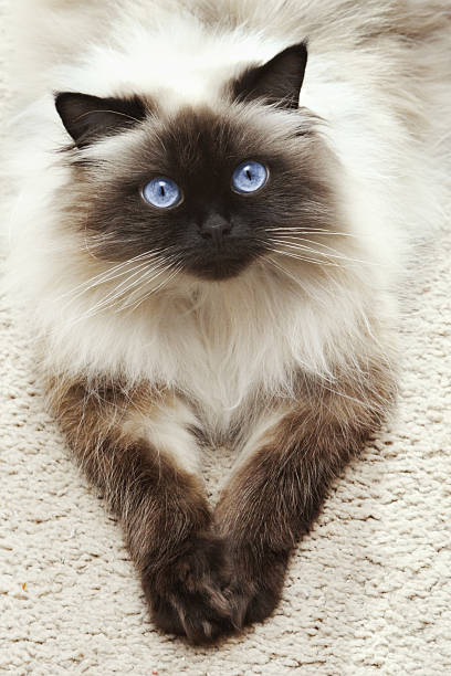 Kucing Hunani 570+ Kucing Himalaya Foto Stok, Potret, & Gambar Bebas Royalti - iStock