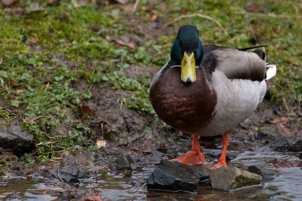 Pato-real de pé na Rocha - fotografia de stock