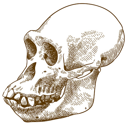 Vector antique engraving drawing illustration of anthropoid ape skull isolated on white background
