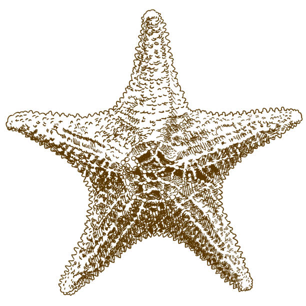 illustrations, cliparts, dessins animés et icônes de gravure dessin illustration d’étoile de mer hippasteria - etching starfish engraving engraved image