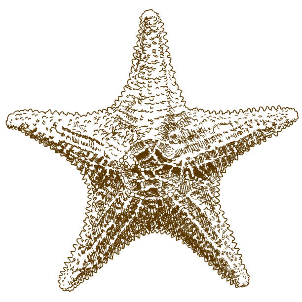 ilustrações de stock, clip art, desenhos animados e ícones de engraving drawing illustration of  hippasteria sea star - etching starfish engraving engraved image