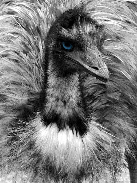 Glance of emu. stock photo