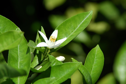 Vertical close up of orange jasmine blossoms Murraya evergreen shrub with fragrant white five petal flower against green leaves in bloom in country spring garden Australia