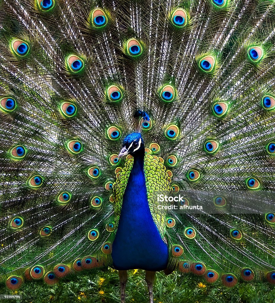 The peacock  Male Animal Stock Photo