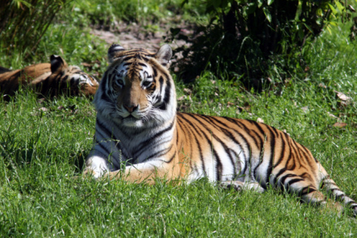 The Sumatran Tiger is the smallest of the Surviving Tiger subspecies.