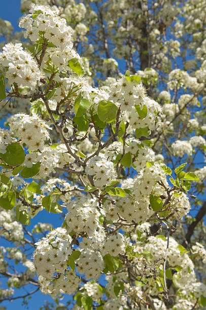Spring Branches stock photo