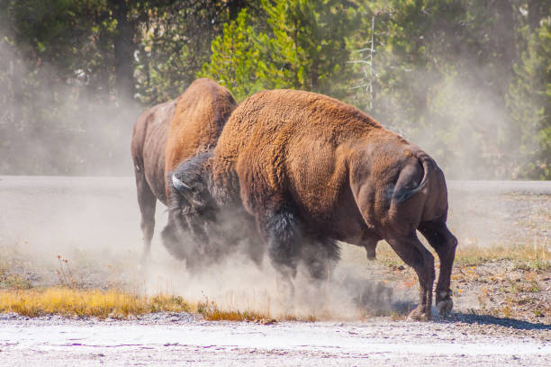 istock American Bison fighting for superiority 931500336
