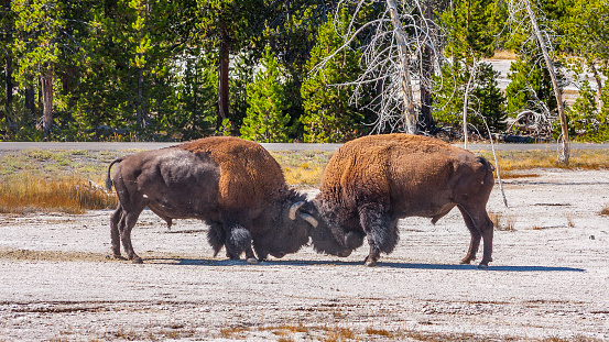 American Bison fighting for superiority in Yellowstone National Park, USA