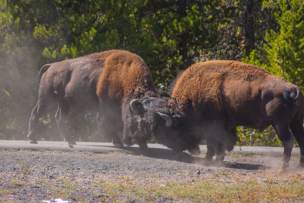 istock American Bison fighting for superiority 931500972