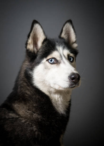 istock Siberian Husky Portrait 931501140