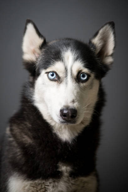 istock Siberian Husky Portrait 931501930