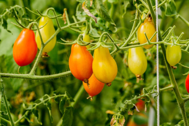istock Fresh cherry tomato on a branch in the garden. 931501946