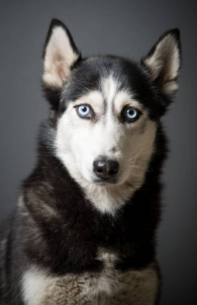 istock Siberian Husky Portrait 931502086
