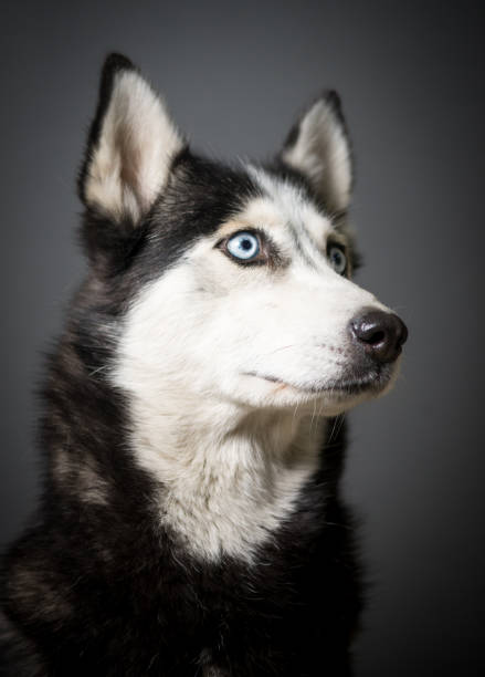 istock Siberian Husky Portrait 931502198