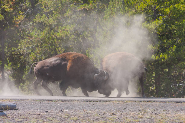 American Bison fighting for superiority