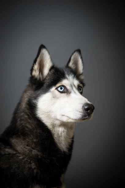 istock Siberian Husky Portrait 931504422