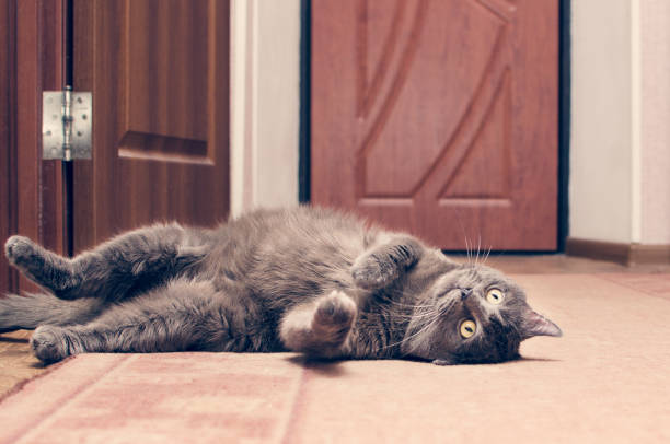 istock Gray cat lying on the floor 931504848