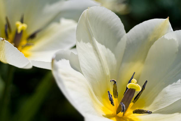 istock Close-up of tulip 93150492