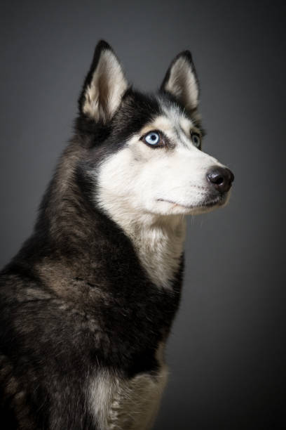 istock Siberian Husky Portrait 931505062