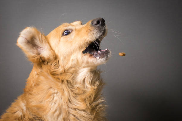 istock Dog portrait Labrador Retriever 931505114