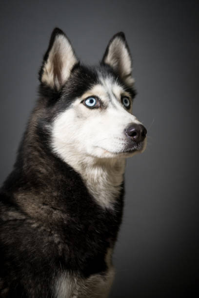 istock Siberian Husky Portrait 931505272
