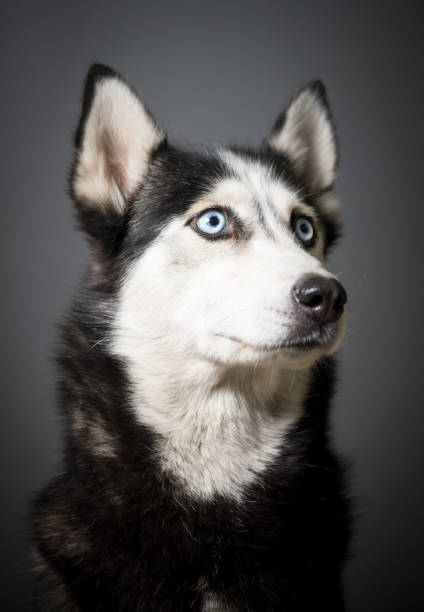 istock Siberian Husky Portrait 931505704