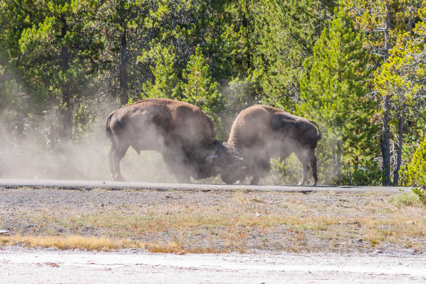 istock American Bison fighting for superiority 931505880