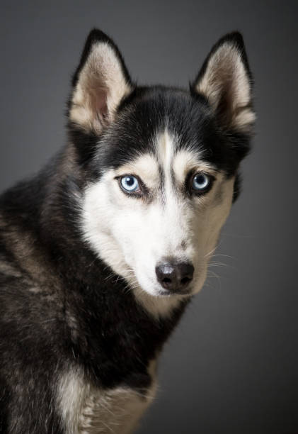 istock Siberian Husky Portrait 931505992