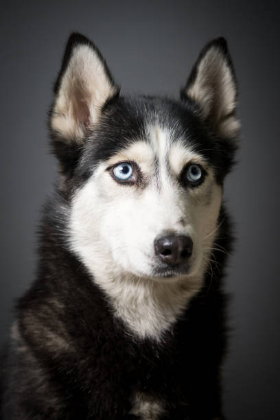 istock Siberian Husky Portrait 931506194