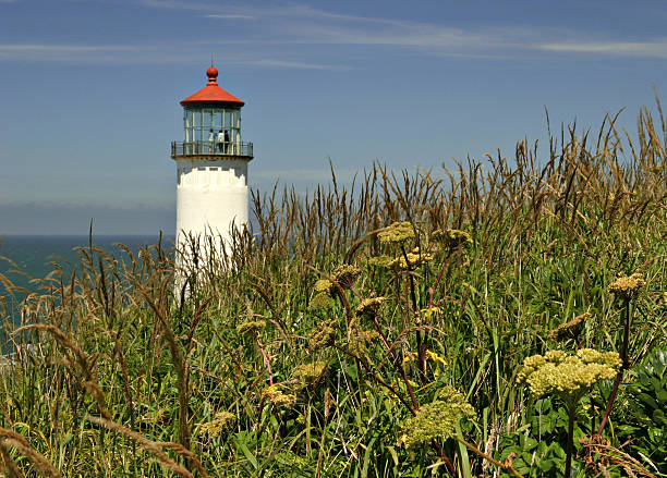 istock North Head Lighthouse And Grassy Foreground, Washington State 93150694