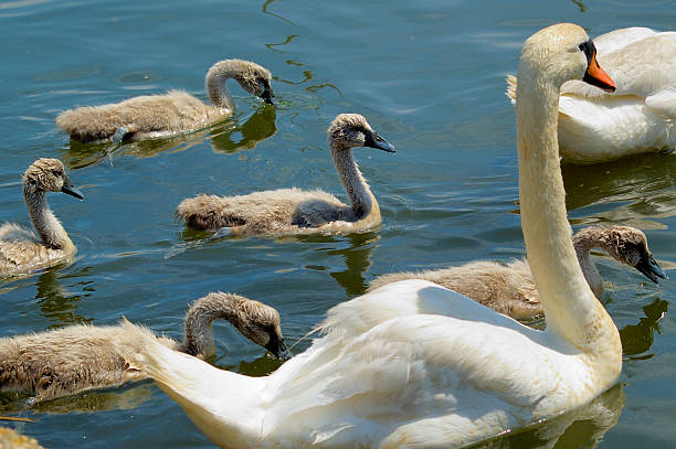 Swan family outing stock photo