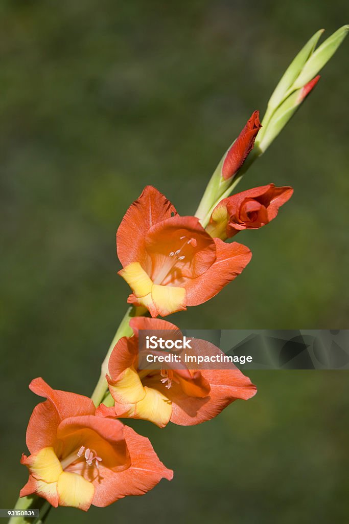 Gladioli - Foto de stock de Colorido royalty-free