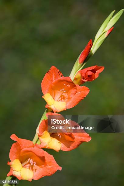 Foto de Gladioli e mais fotos de stock de Colorido - Colorido, Cor Vibrante, Flor