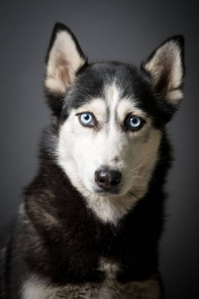 istock Siberian Husky Portrait 931508738