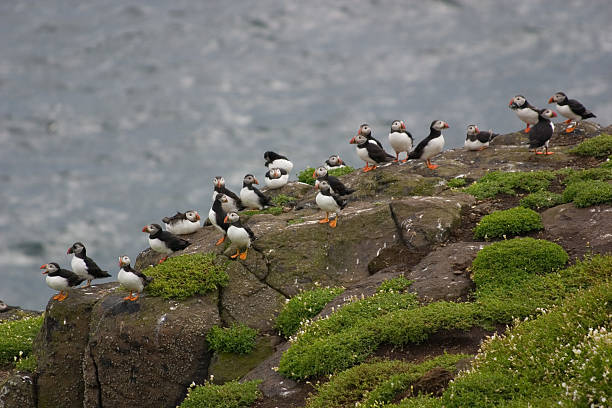 istock Colony of puffins 93150896