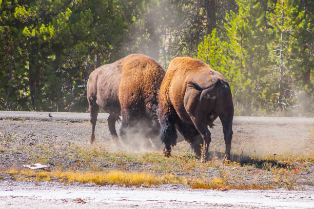 istock American Bison fighting for superiority 931509386