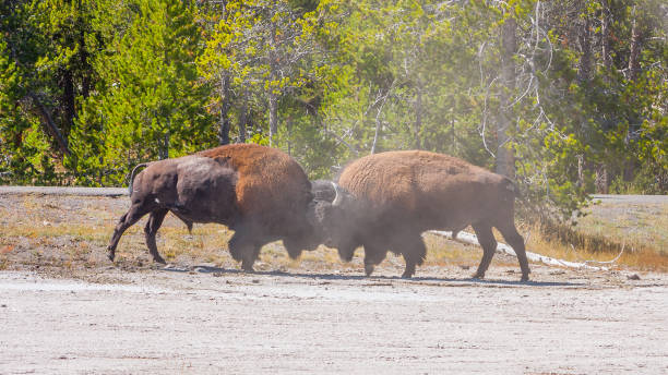 istock American Bison fighting for superiority 931509506