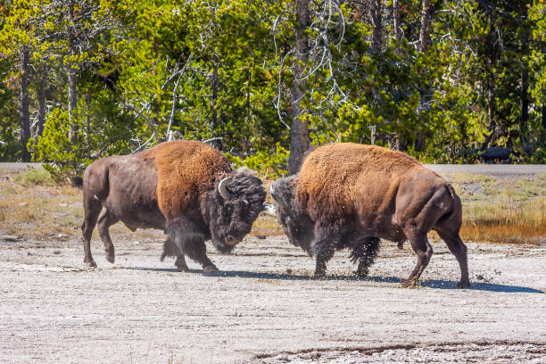 istock American Bison fighting for superiority 931510472